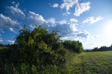 Nostaljik, güneşli bir yaz öğleden sonrası manzarası. Yuvarlanan tepeler, tarlalar ve çalılar. Kırsal alanlarda dolaşmak için uygun bir zaman..