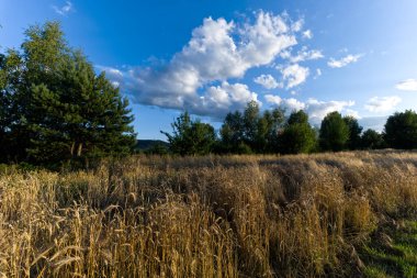 Nostaljik, güneşli bir yaz öğleden sonrası manzarası. Yuvarlanan tepeler, tarlalar ve çalılar. Kırsal alanlarda dolaşmak için uygun bir zaman..