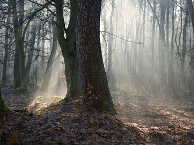 Aralık ayında, sisli ve sönük bir ışıkla bir orman cennetinde. Görünüşte sisli, gri bir Aralık gününde doğa eşsiz bir sabah manzarası sunar..