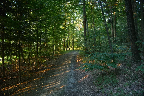 Nostaljik, güneşli bir yaz öğleden sonrası manzarası. Yuvarlanan tepeler, tarlalar ve çalılar. Kırsal alanlarda dolaşmak için uygun bir zaman..