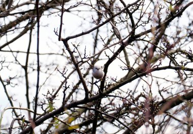 A long-tailed tit (Aegithalos caudatus) among leafless twigs in early spring.It has a distinctive silhouette: a spherical body and a disproportionately long, black-and-white tail.
