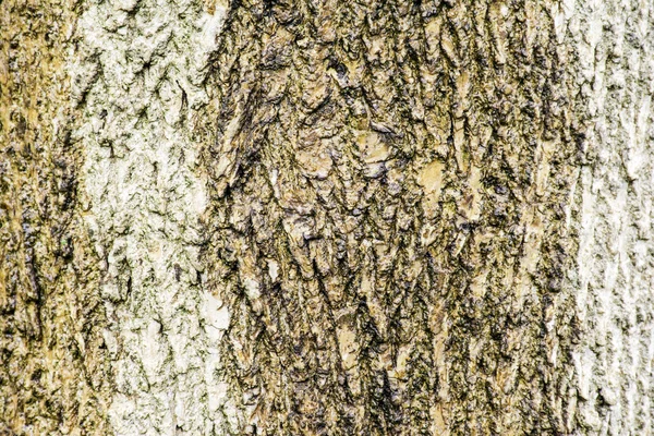 Ash Tree Trunk Bark