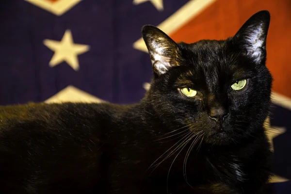 Grote zwarte kat — Stockfoto