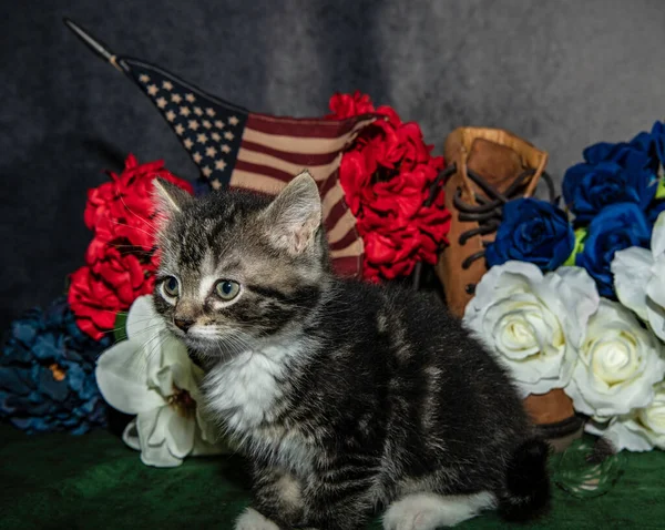 Grey White Kitten Red White Blue Flowers American Flag — Stock Photo, Image