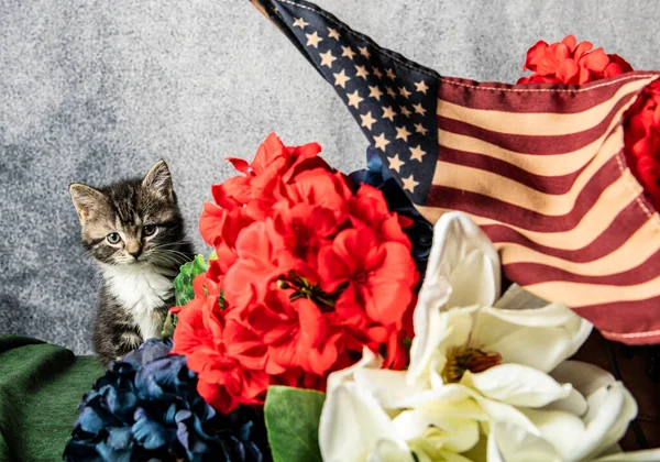 Grijs Wit Kitten Met Rood Witte Blauwe Bloemen Amerikaanse Vlag — Stockfoto