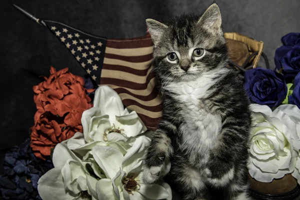 Grijs Wit Kitten Met Rood Witte Blauwe Bloemen Met Amerikaanse — Stockfoto