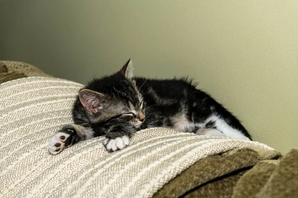 Schattig Grijs Wit Kitten Slapen Rug Van Groene Stoel — Stockfoto