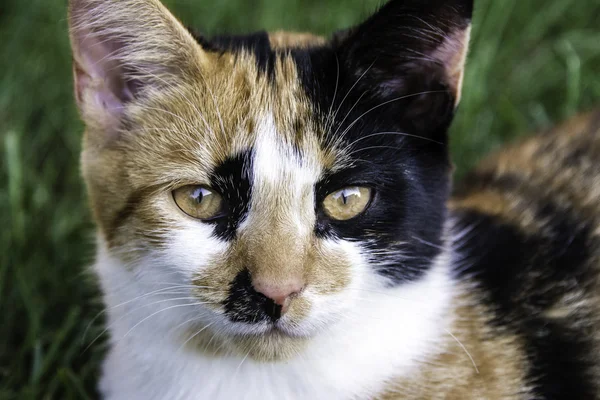 Gatinho Calico — Fotografia de Stock