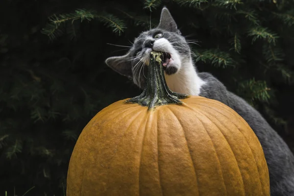 Katze beißt Kürbis — Stockfoto