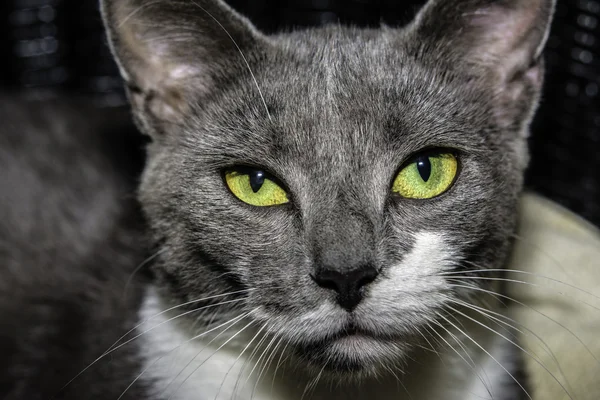 Молодой серый кот — стоковое фото