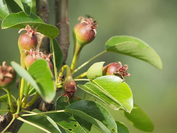 Peras en el árbol — Foto de Stock