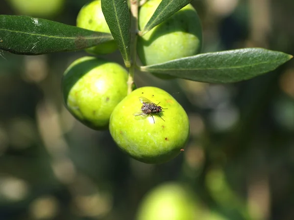 Оливковая муха — стоковое фото