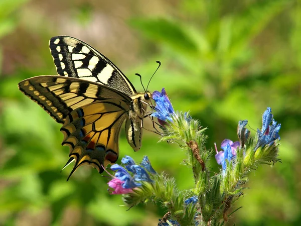 Butterfly — Stock Photo, Image