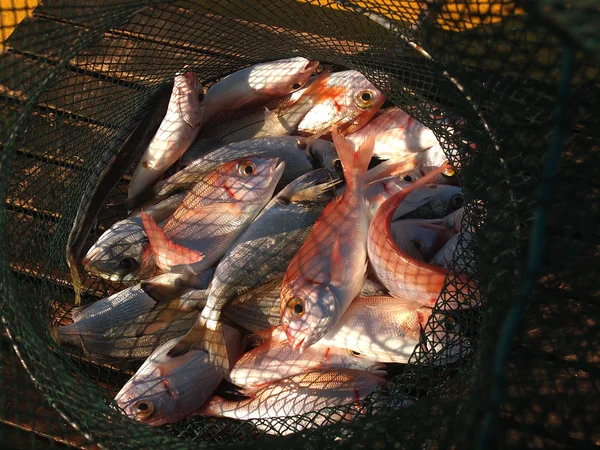 Ryby v síti — Stock fotografie