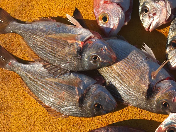 Pescado fresco —  Fotos de Stock