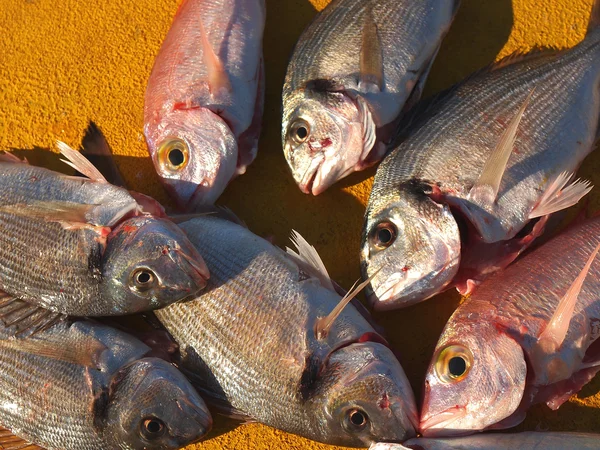 Frischer Fisch — Stockfoto