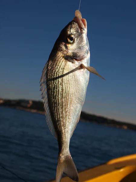 Ловити рибу — стокове фото