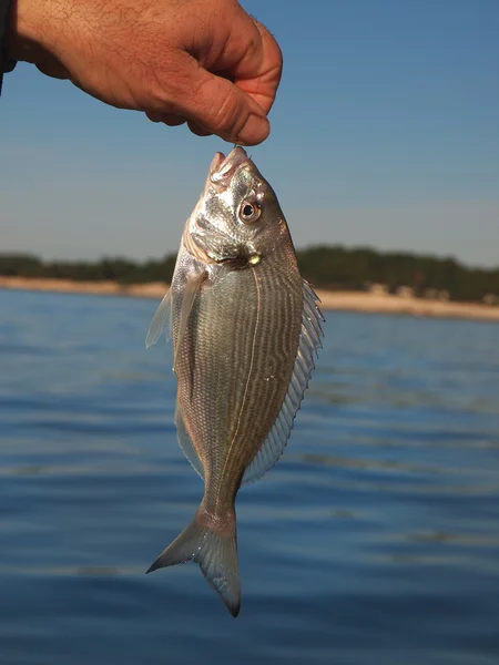 Catch fish — Stock Photo, Image