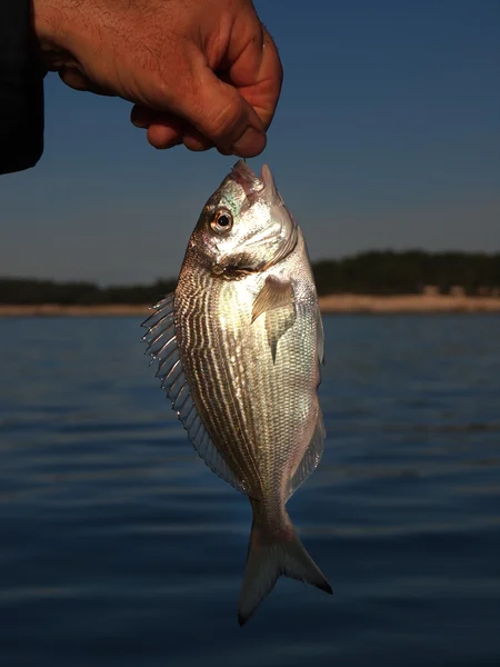 Свіжий улов риби — стокове фото