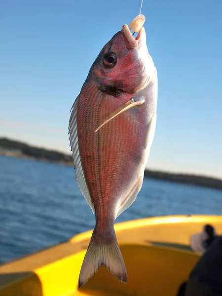 新鮮な魚 — ストック写真