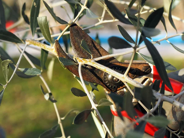 Pruning — Stock fotografie