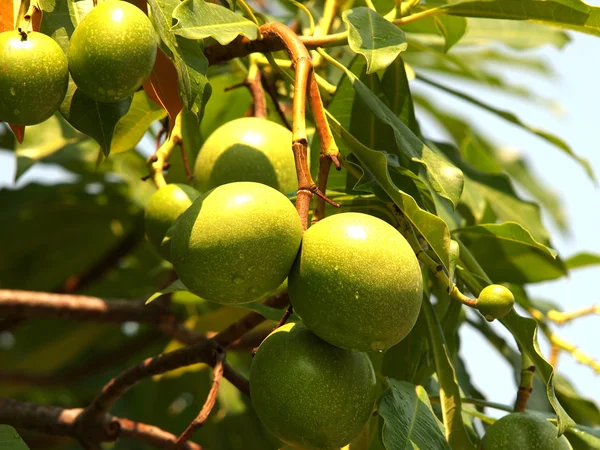 Árbol de mango — Foto de Stock