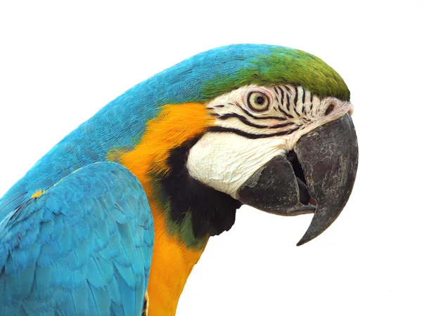 Modrý a zlatý macaw — Stock fotografie