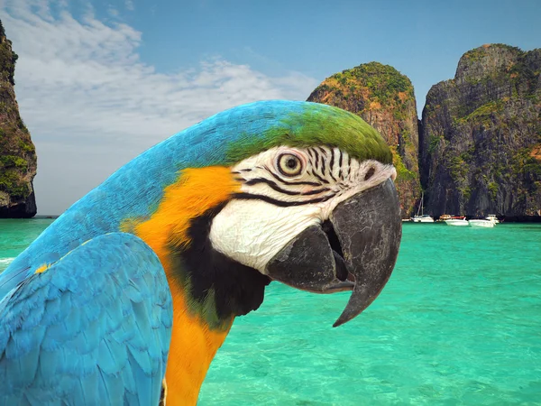 Papegaai op het strand — Stockfoto