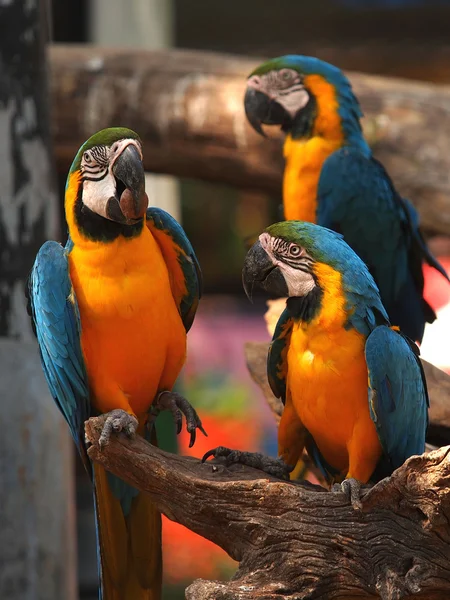 Arara azul e dourada — Fotografia de Stock