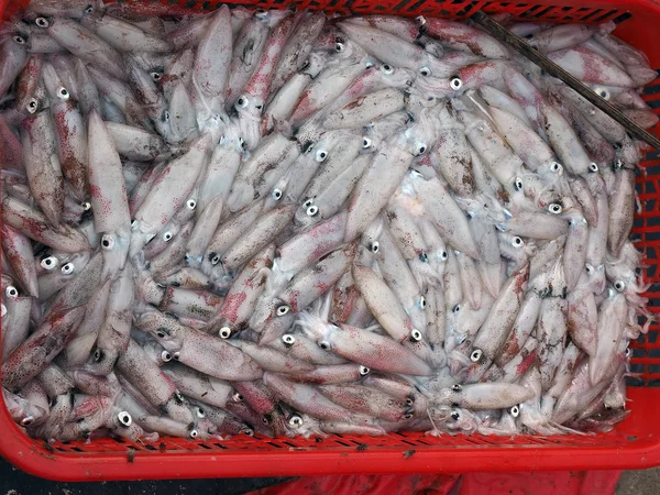 Squid on the market — Stock Photo, Image