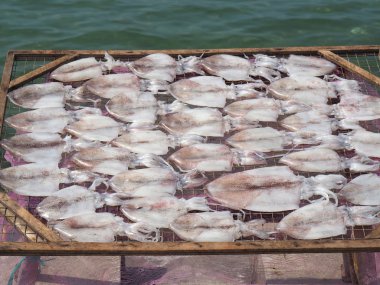 kurutulmuş squiid