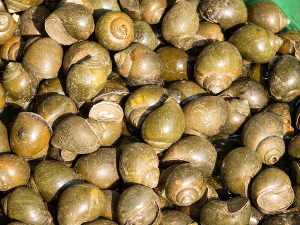 Miesmuscheln — Stockfoto