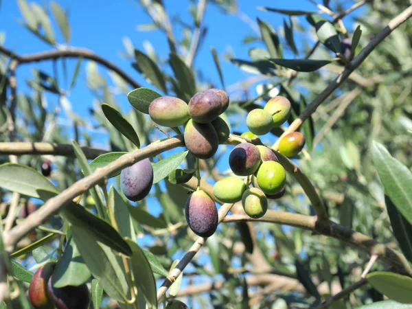 Zeytin granch üzerinde — Stok fotoğraf