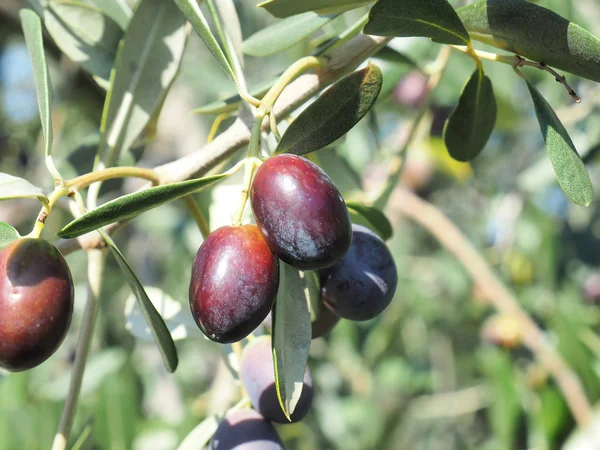 Olives on the granch — Stock Photo, Image