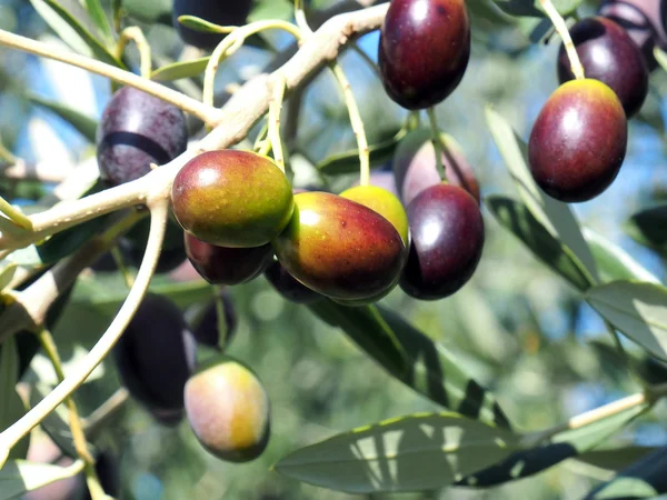 Zeytin granch üzerinde — Stok fotoğraf