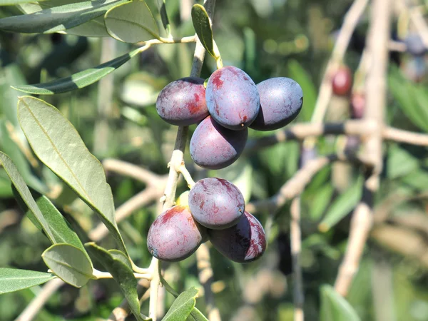 Оливки на листве — стоковое фото