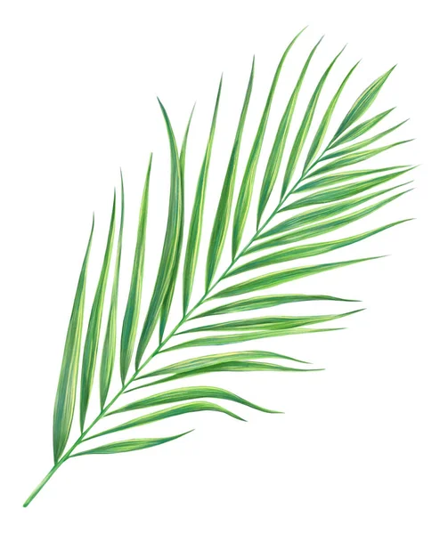 Цифровая Иллюстрация Тропического Пальмового Листа Белом Фоне — стоковое фото