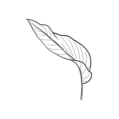 Beyaz arkaplanda izole edilmiş vektör tropikal yaprak EPS 10 illüstrasyonu. Bir tropikal yaprağın vektör doğrusal çizimi.