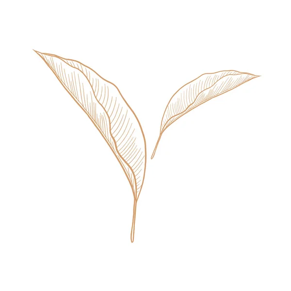 Feuille Tropicale Vectorielle Isolée Sur Fond Blanc Illustration Eps Illustration — Image vectorielle
