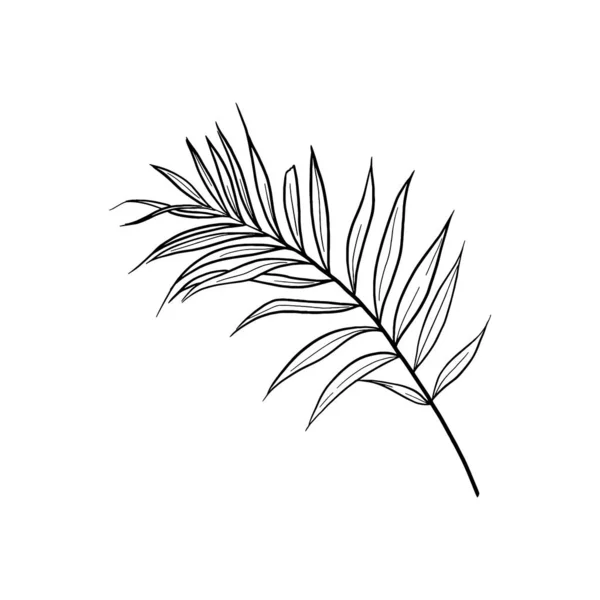 Feuille Tropicale Vectorielle Isolée Sur Fond Blanc Illustration Eps Illustration — Image vectorielle
