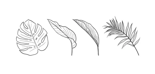 Набор Векторных Тропических Листьев Изолирован Белом Фоне Eps Иллюстрации Векторная — стоковый вектор