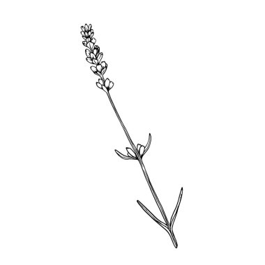 Lavanta çiçeği botanik vektör doğrusal çizimi beyaz arkaplanda izole edildi. Lavanta elle çizilmiş vektör çizimi çizimi.