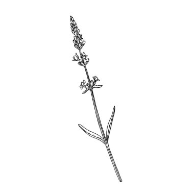 Lavanta çiçeği botanik vektör doğrusal çizimi beyaz arkaplanda izole edildi. Lavanta elle çizilmiş vektör çizimi çizimi.