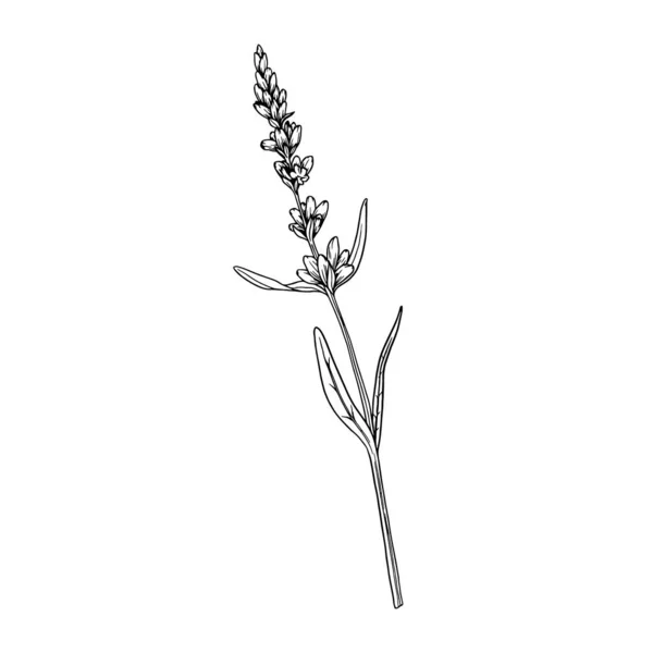 Lavendel Bloem Botanische Vector Lineaire Illustratie Geïsoleerd Witte Achtergrond Lavendel — Stockvector