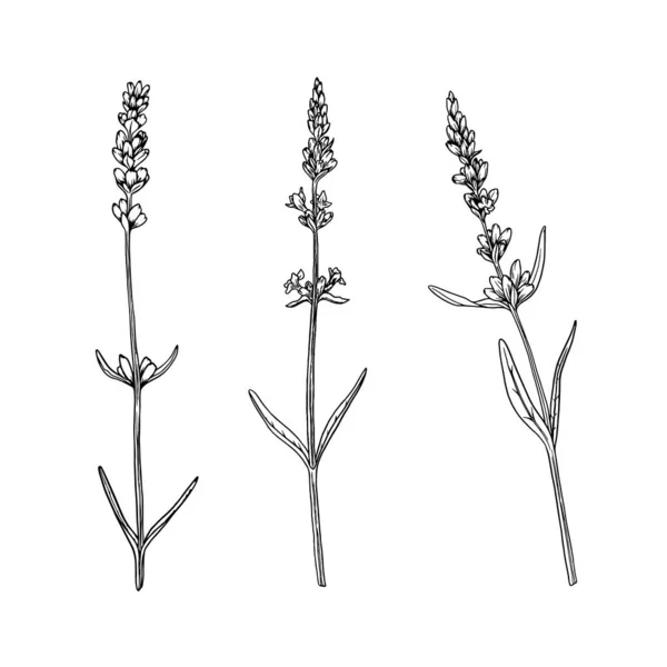 Lavendelblüte Botanischen Vektor Lineare Illustration Isoliert Auf Weißem Hintergrund Eingestellt — Stockvektor