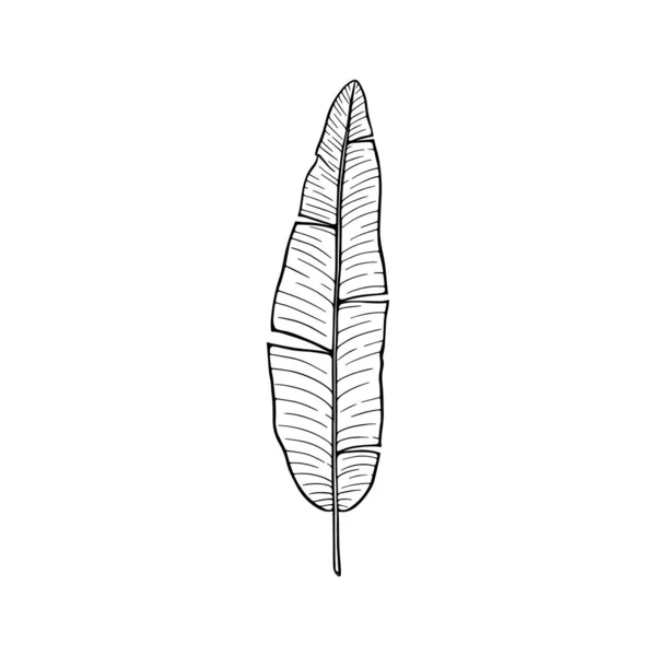 Illustration Numérique Feuilles Vertes Banane Isolée Sur Fond Blanc Feuilles — Image vectorielle