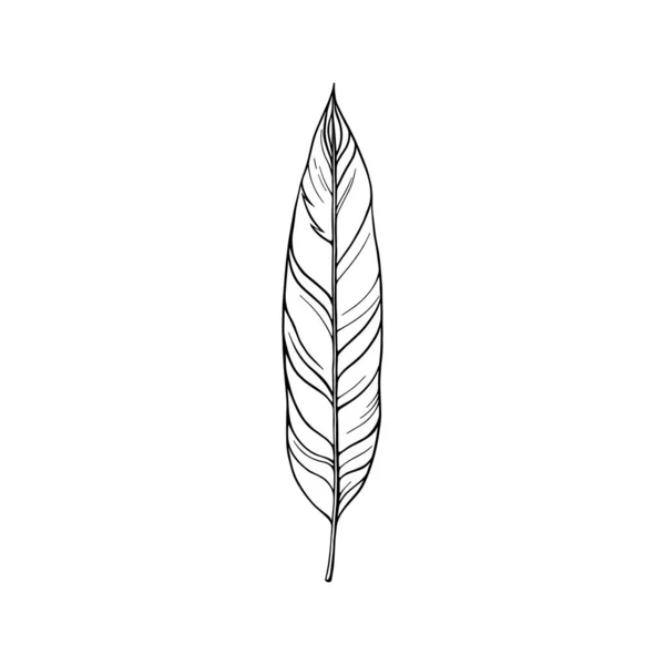 Гелия Лакированная Экзотические Тропические Листья Цифровая Иллюстрация Изолированы Белом Фоне — стоковый вектор