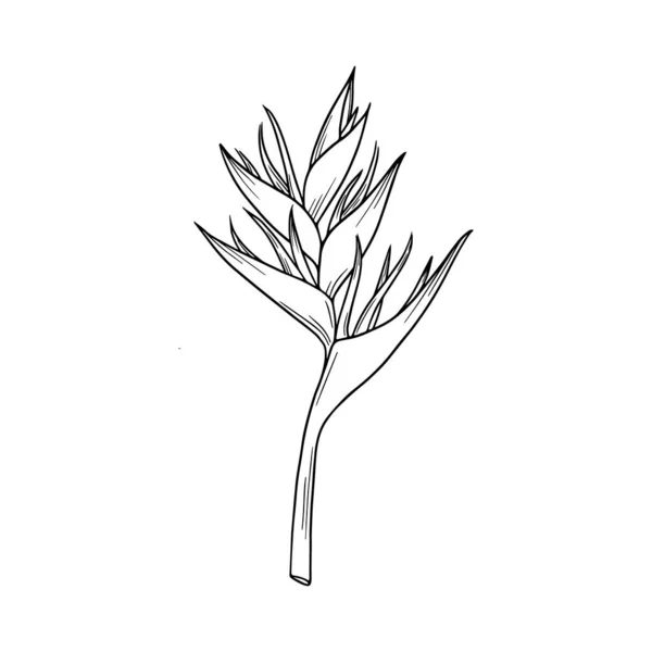 Цветок Геликонии Цифровая Иллюстрация Тропических Цветов Ботанический Элемент Изолирован Белом — стоковый вектор