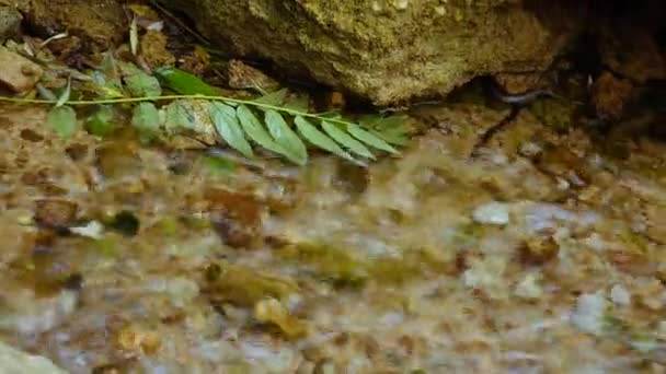 Zuiver Zoet Water Een Beek Met Helder Water Stroomt Van — Stockvideo