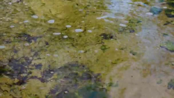 Zuiver Zoet Water Stroomt Onder Rotsen Vandaan Een Beekje Met — Stockvideo